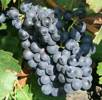 Blauer_Portugieser