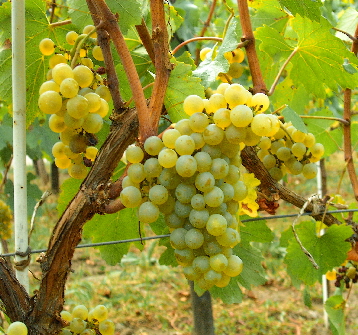 Chardonnay_Moldova