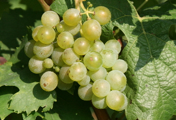 Mueller-Thurgau