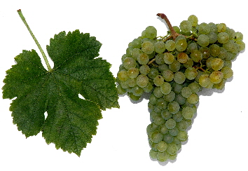 Veltliner_Gruen