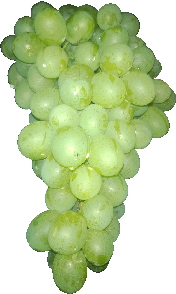 itaube-klein1