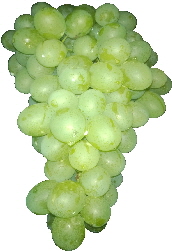 itaube-klein